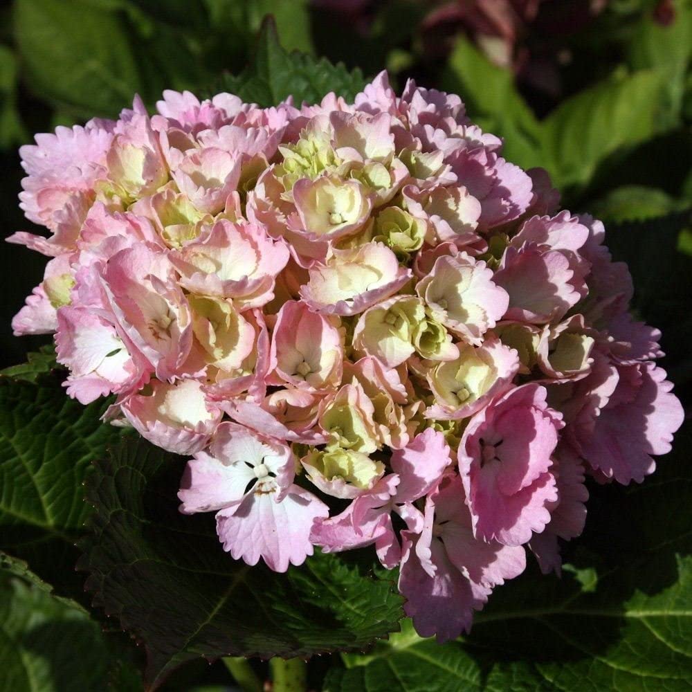 Hydrangea macrophylla 'Sindarella'